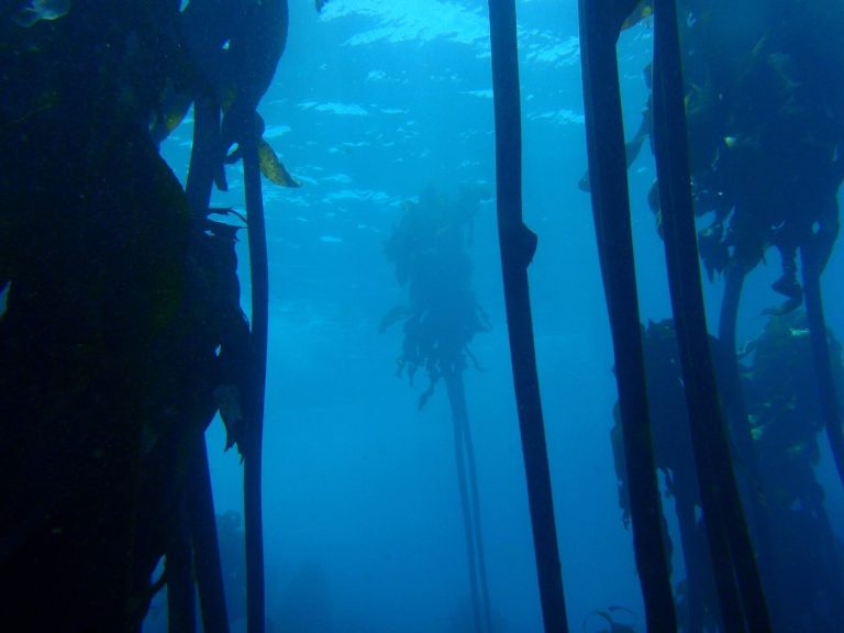 Kelp Forests Recover Where Sea Urchins Are Controlled diver swimming through a kelp forest